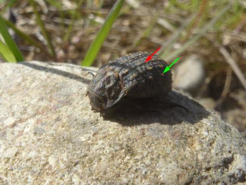 Trox sabulosus