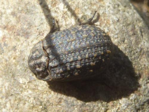 Trox sabulosus