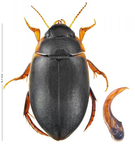 Agabus sturmii