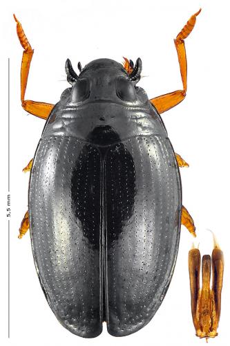 Gyrinus substriatus