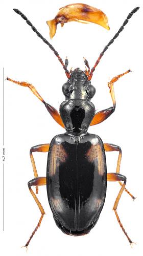 Réf. 139 210 : Bembidion genei hispaniae