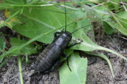 Gryllus bimaculatus