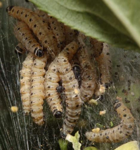 Yponomeuta cagnagella