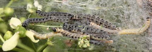 Yponomeuta cagnagella