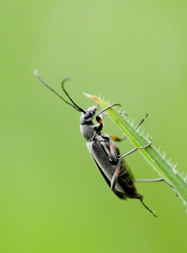 Réf. 139 799 : Grammoptera abdominalis