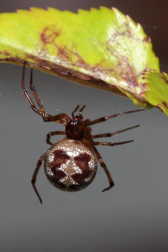 Réf. 139 935 : Steatoda triangulosa