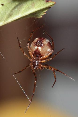 Steatoda triangulosa