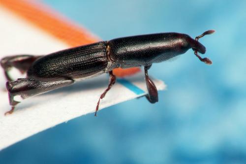 Phaenomerus sp.