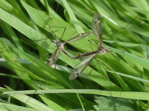 Tipula sp.