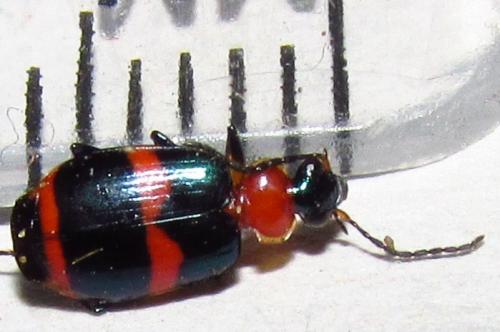 Réf. 139 996 : Lebia callizona
