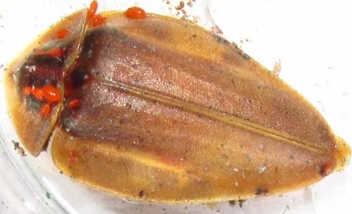 Aspisoma sp.