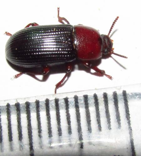 Réf. 139 994 : Uloma retusa