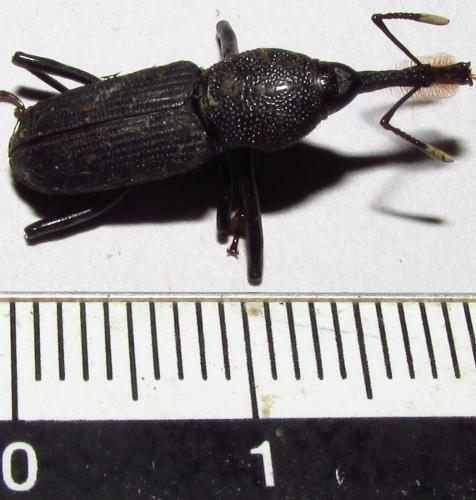 Rhinostomus barbirostris