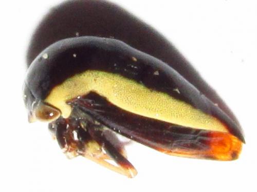 Darnis lateralis