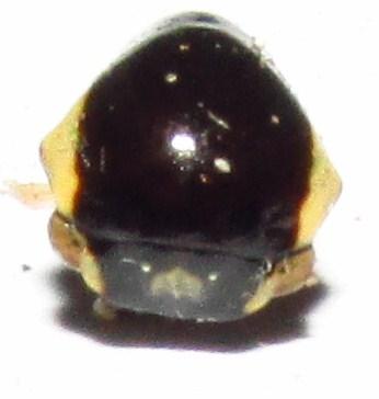Darnis lateralis