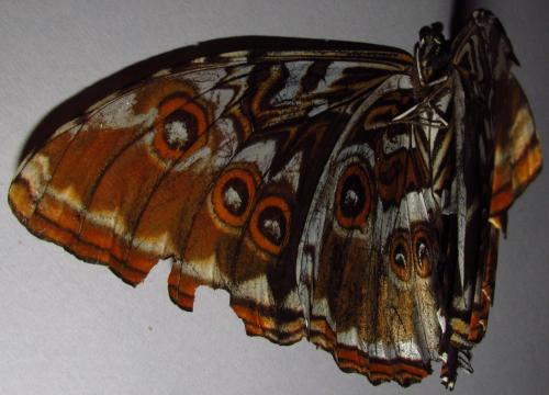 Morpho hecuba