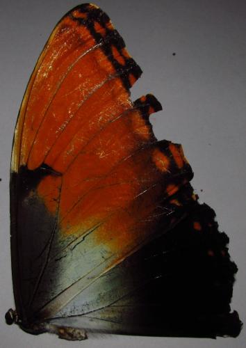 Morpho hecuba