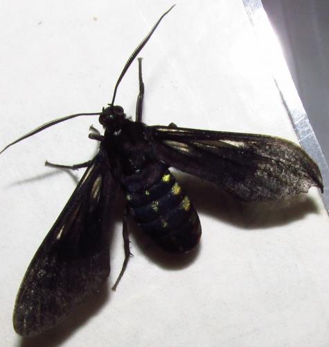 Arctiinae