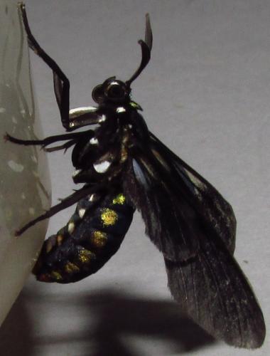 Arctiinae