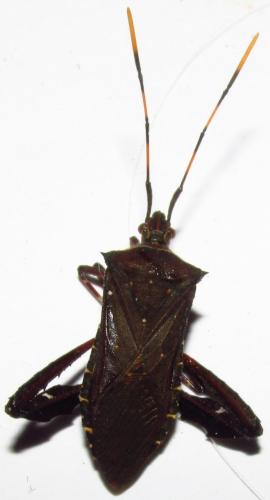 Leptoglossus gonagra