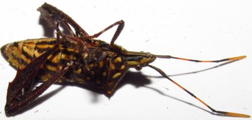 Réf. 139 807 : Leptoglossus gonagra