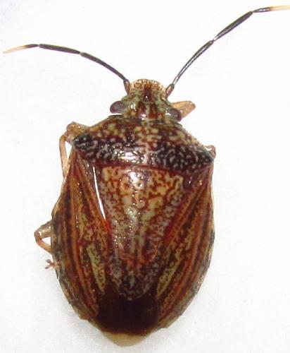 Antiteuchus sp.
