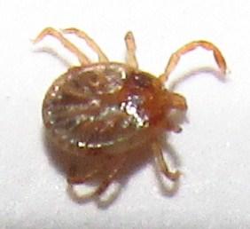Amblyomma cajennense