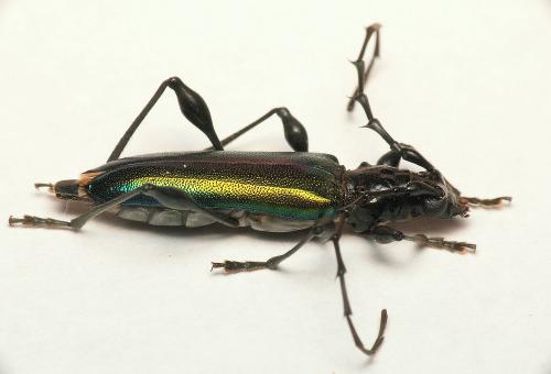 Réf. 139 431 : Cordylomera spinicornis