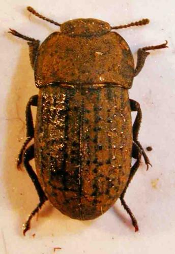 Réf. 139 625 : Opatrum sabulosum