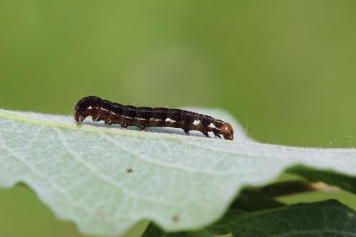 Eupsilia transversa