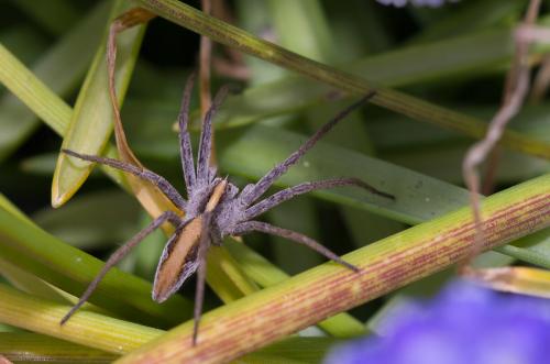 Réf. 139 551 : Pisaura mirabilis