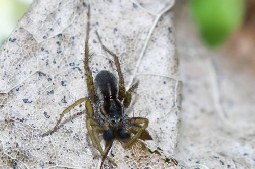 Pardosa sp.