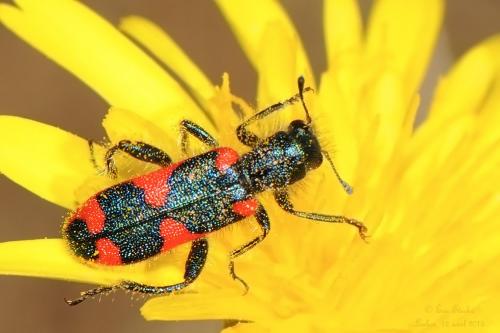 Trichodes punctatus