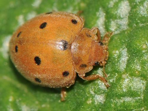 Henosepilachna argus