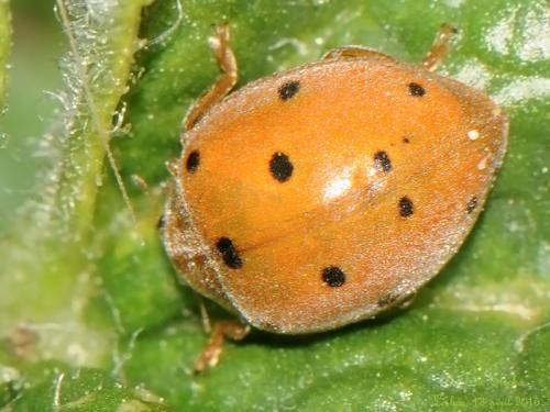 Henosepilachna argus