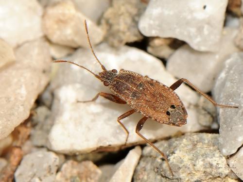 Réf. 139 219 : Ischnopeza pallipes