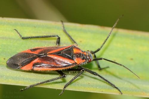 Horistus infuscatus