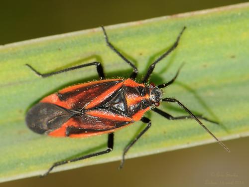 Horistus infuscatus