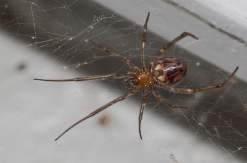 Steatoda grossa