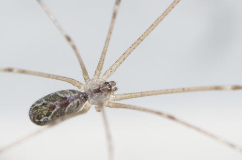 Holocnemus pluchei