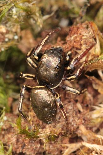 Réf. 139 088 : Heliophanus auratus