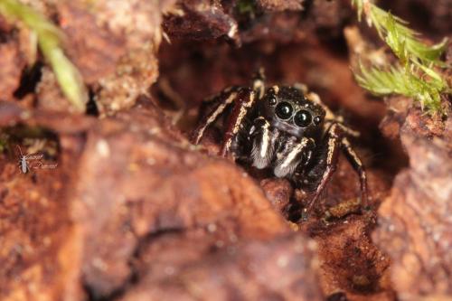Réf. 139 089 : Heliophanus auratus
