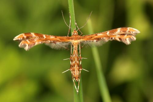 Oxyptilus sp.