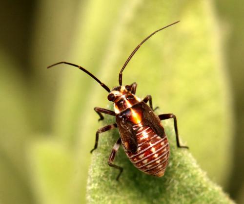 Réf. 139 699 : Capsodes flavomarginatus