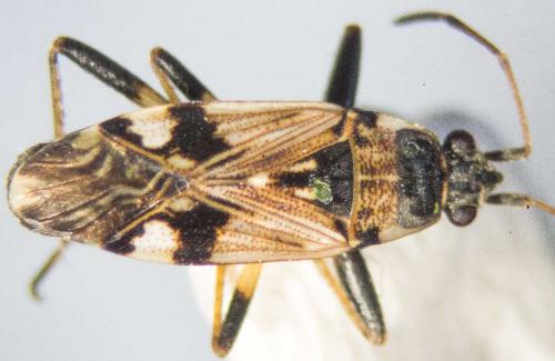 Beosus maritimus