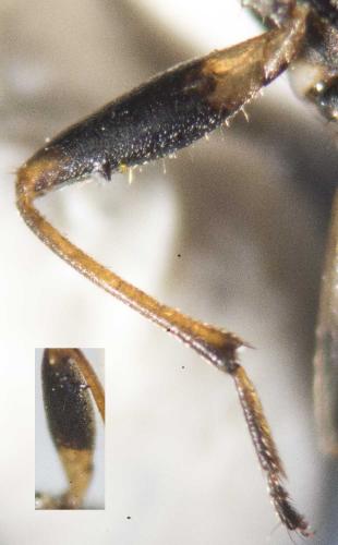 Beosus maritimus