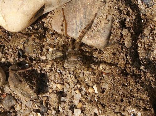 Arctosa sp.