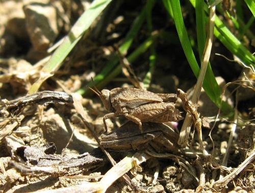 Tetrix sp.