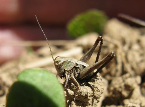 Réf. 139 096 : Tettigoniinae inconnu