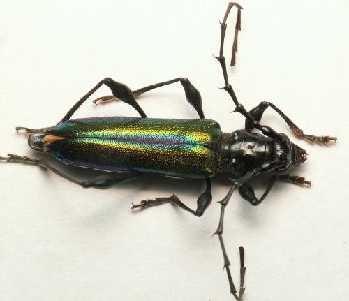 Réf. 139 432 : Cordylomera spinicornis